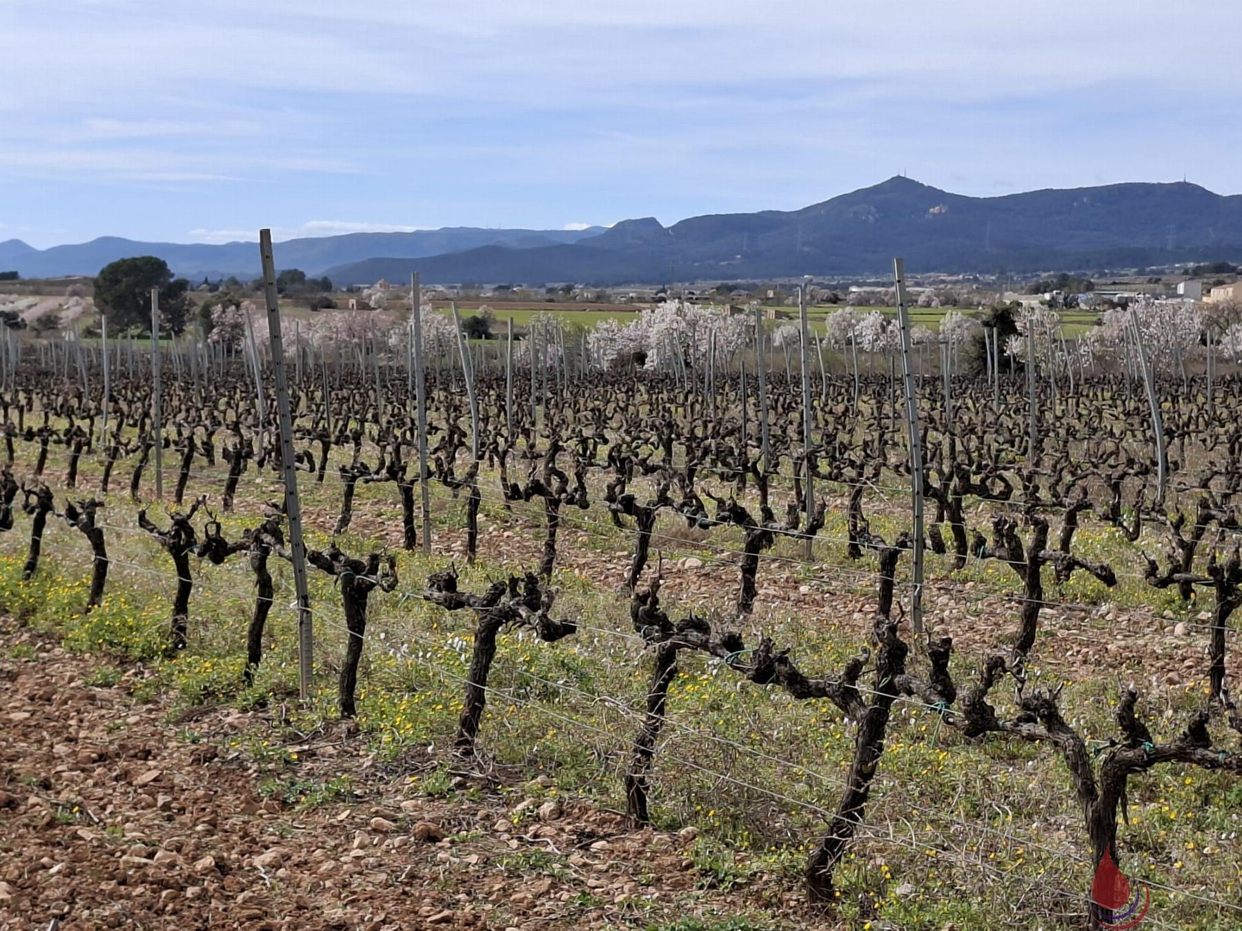 Venta de terreno en Cabra del Camp