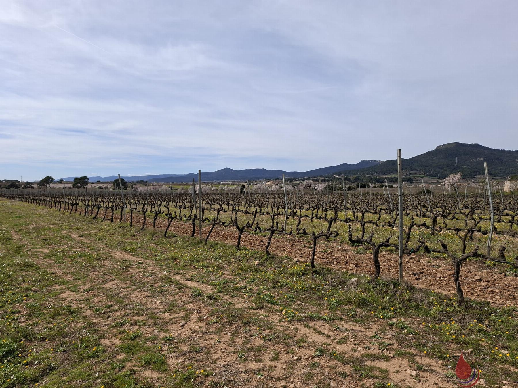 Venta de terreno en Cabra del Camp