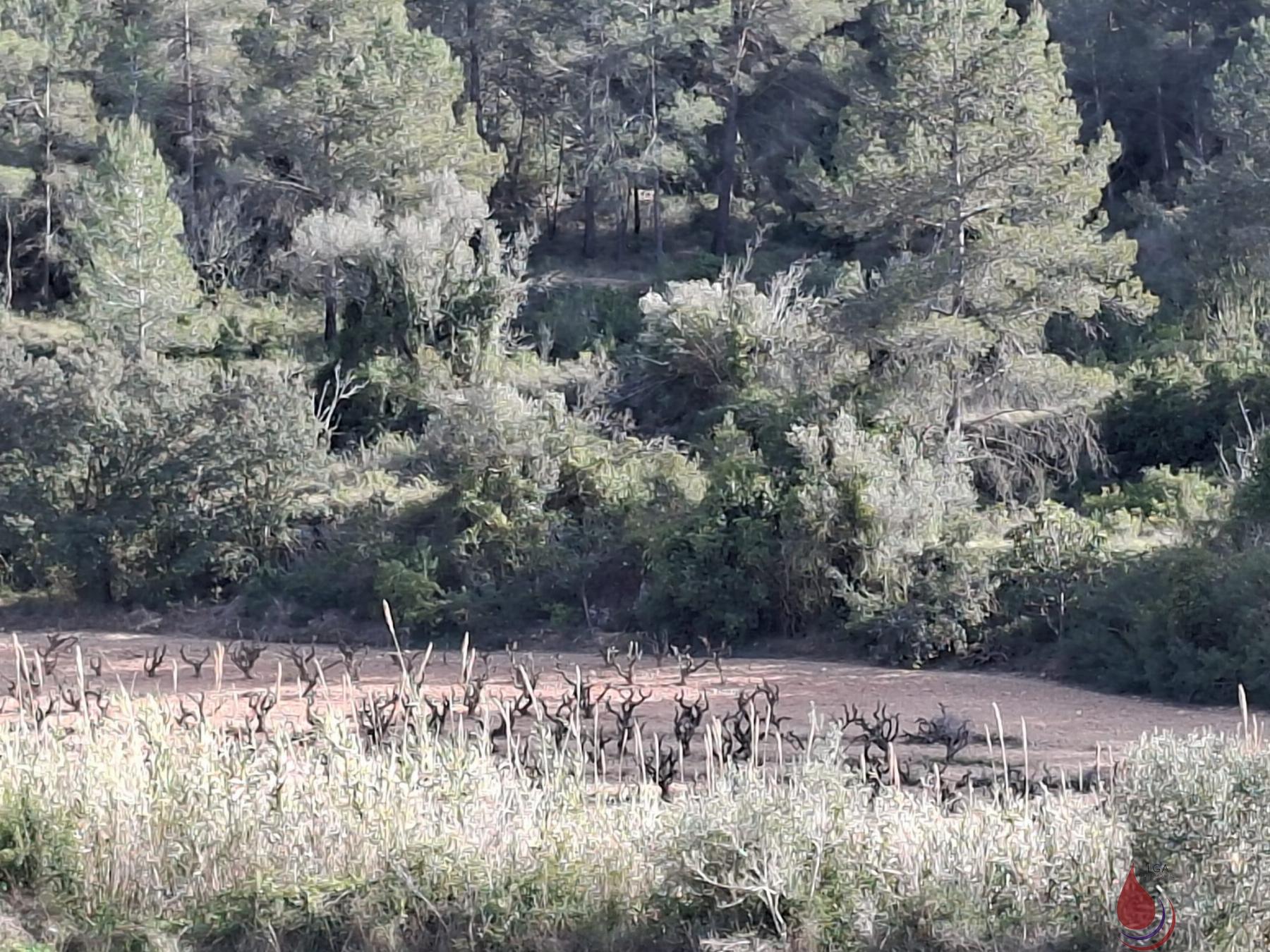 Venta de terreno en Bonastre