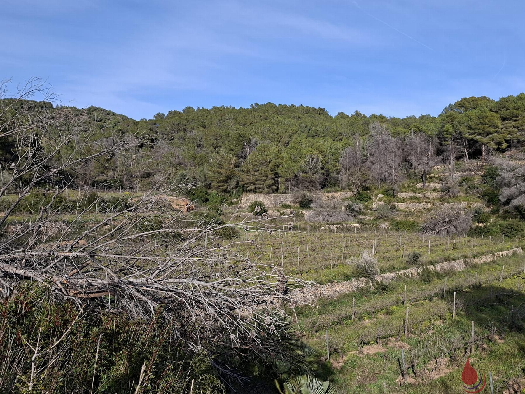 Venta de terreno en Bonastre
