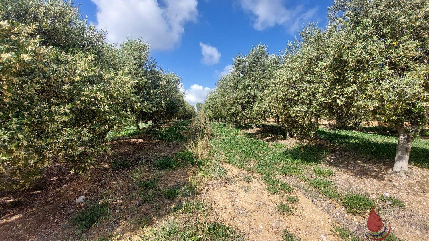 Venta de terreno en La Secuita