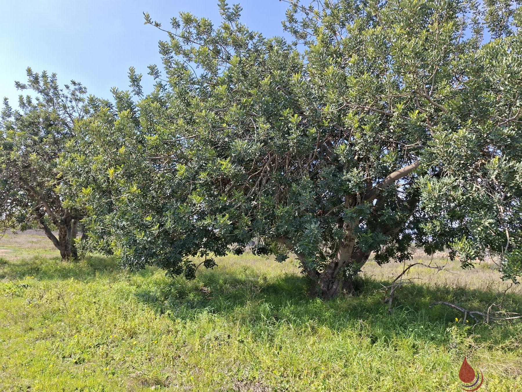 Venta de terreno en Santa Oliva