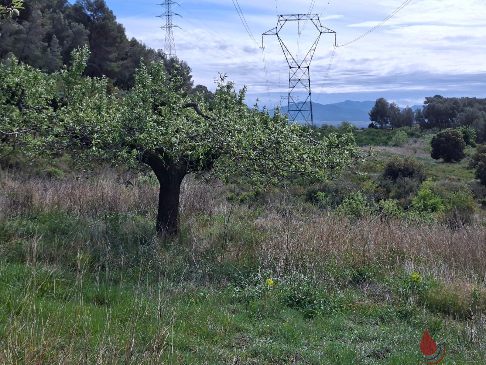 Venta de terreno en Cabra del Camp