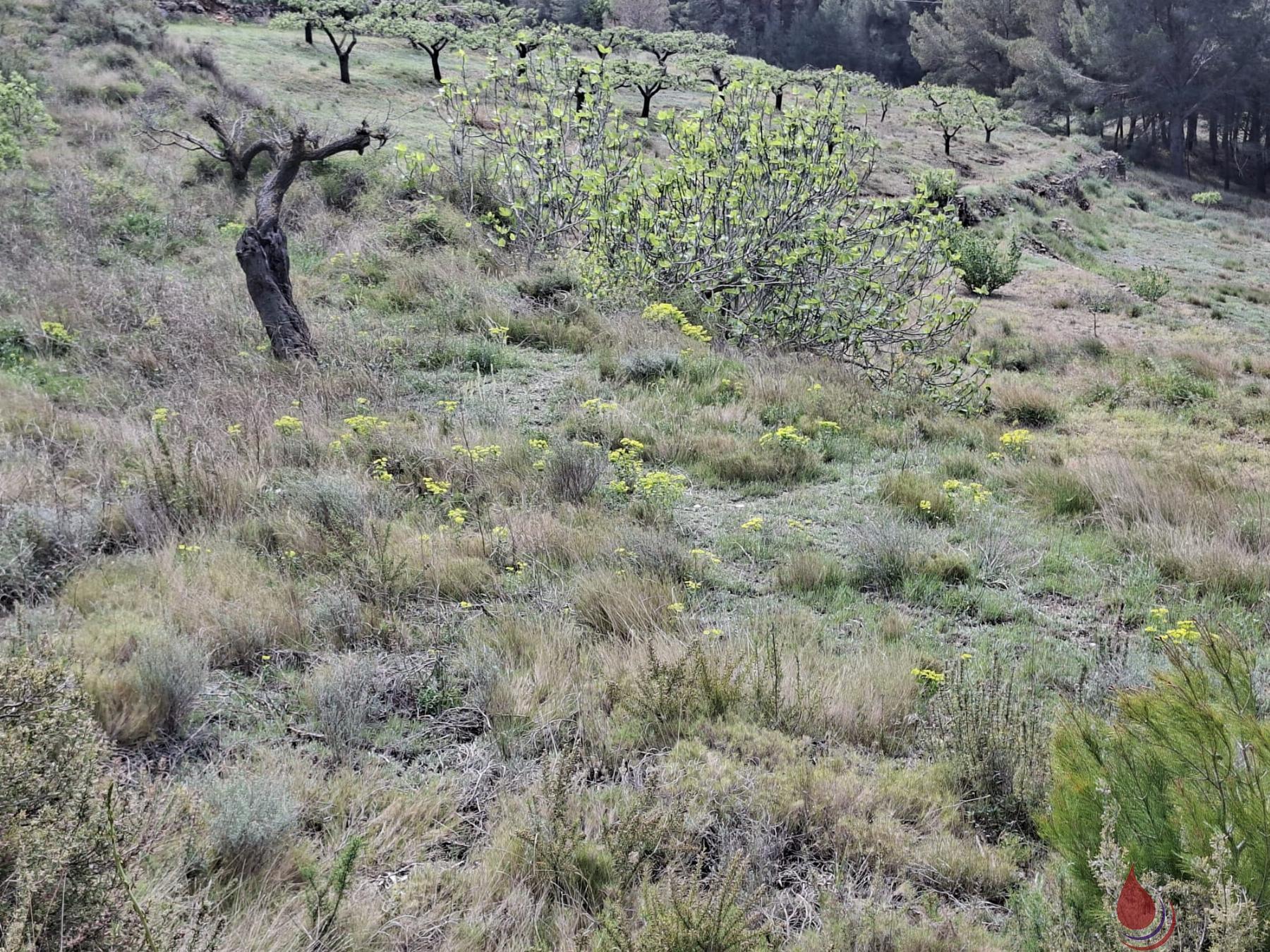 Venta de terreno en Cabra del Camp