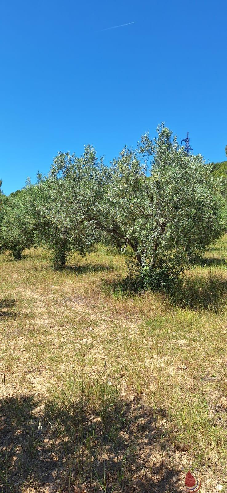 Venta de terreno en Vila-Rodona
