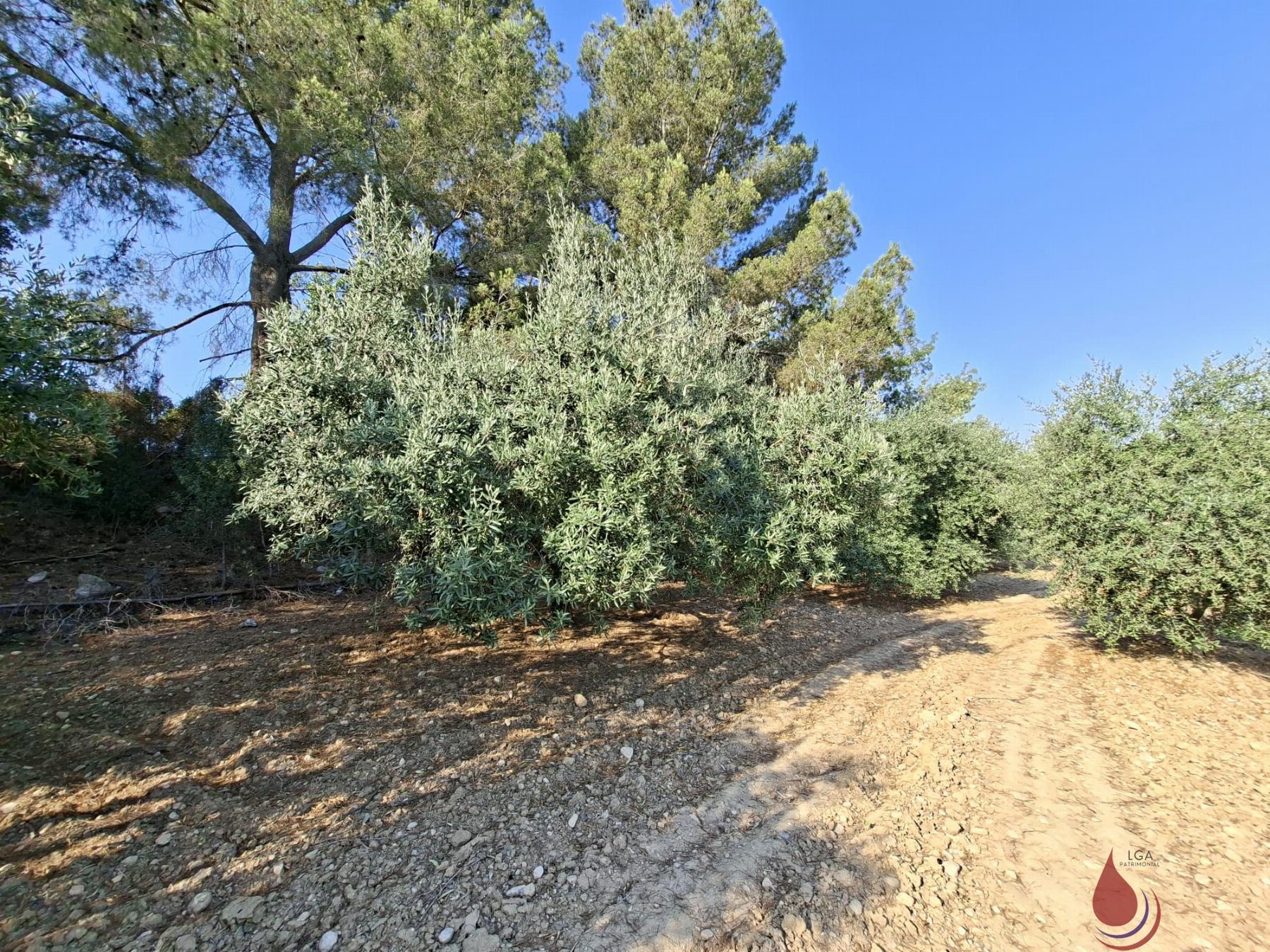 Venta de terreno en L´Arboç
