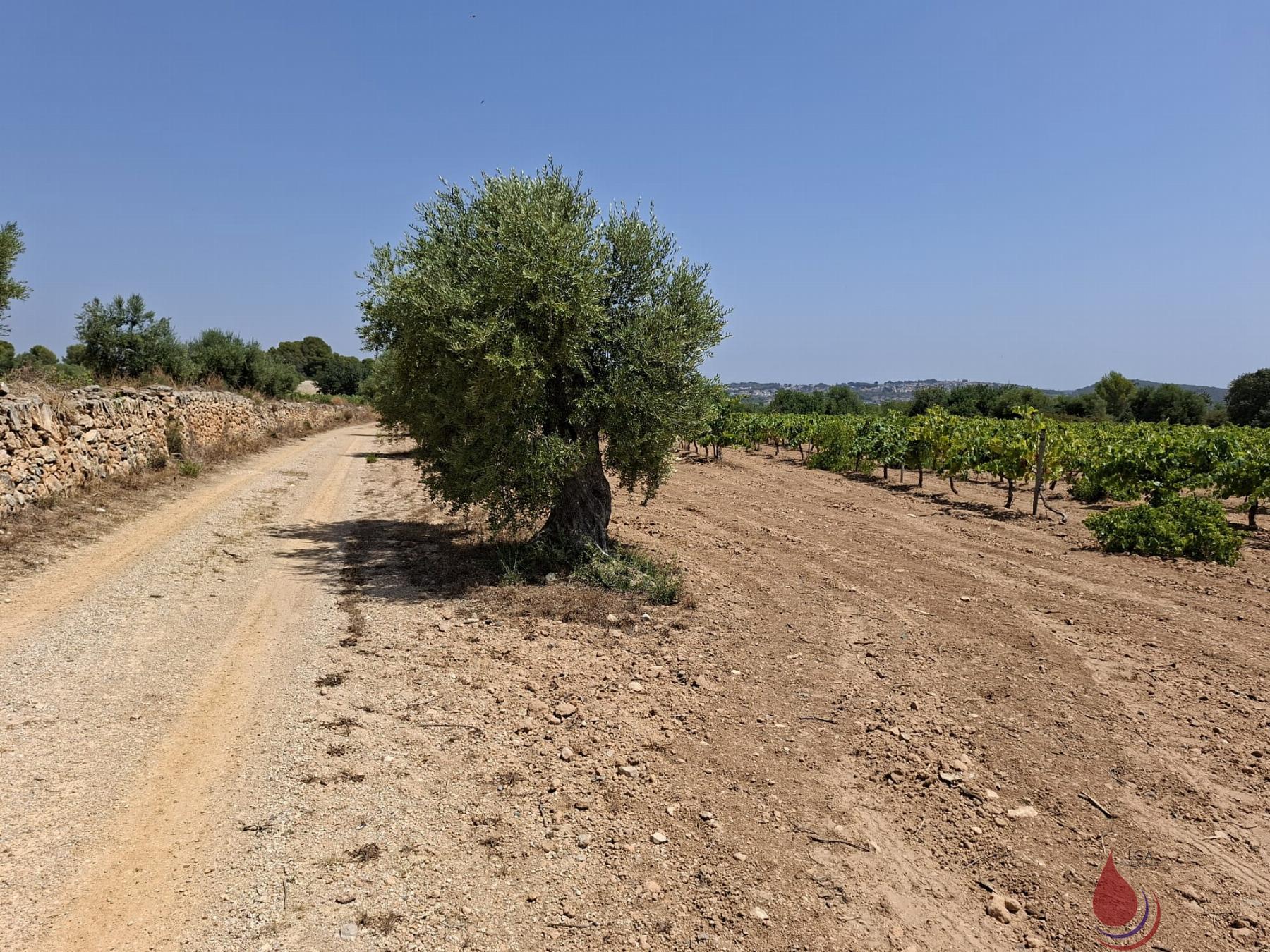 Venta de terreno en Coma - Ruga
