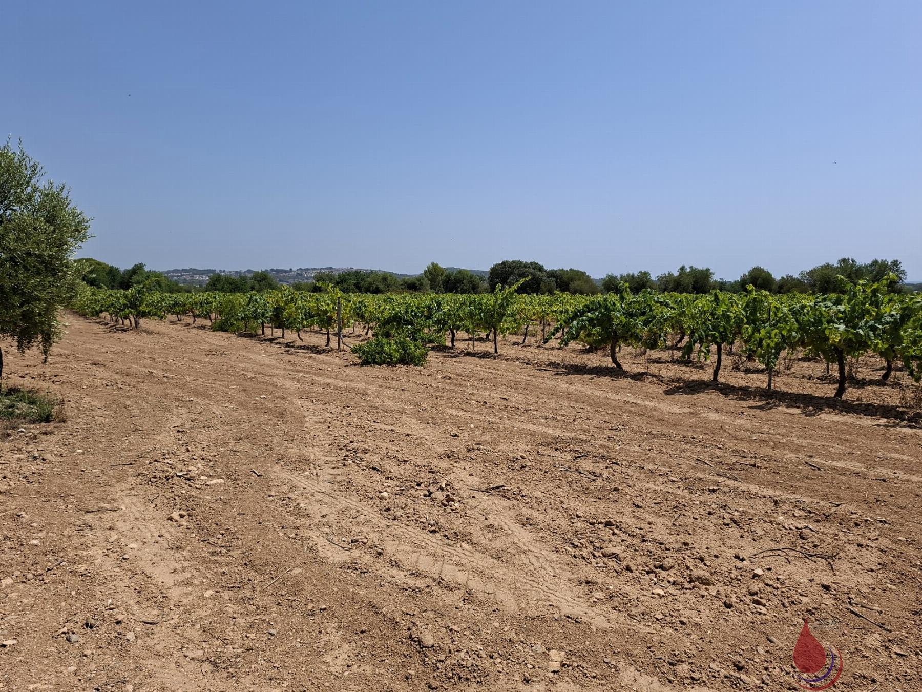 Venta de terreno en Coma - Ruga