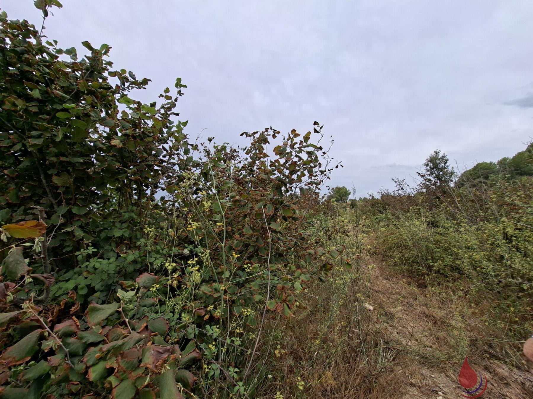 Venta de terreno en Cabra del Camp