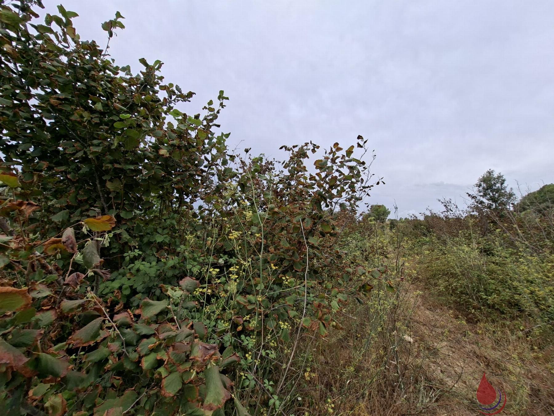 Venta de terreno en Cabra del Camp