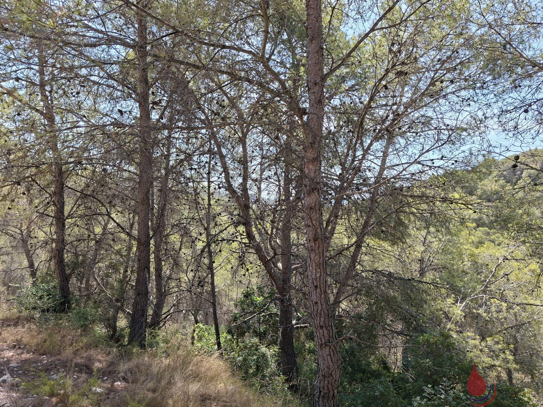 Venta de terreno en Cabra del Camp
