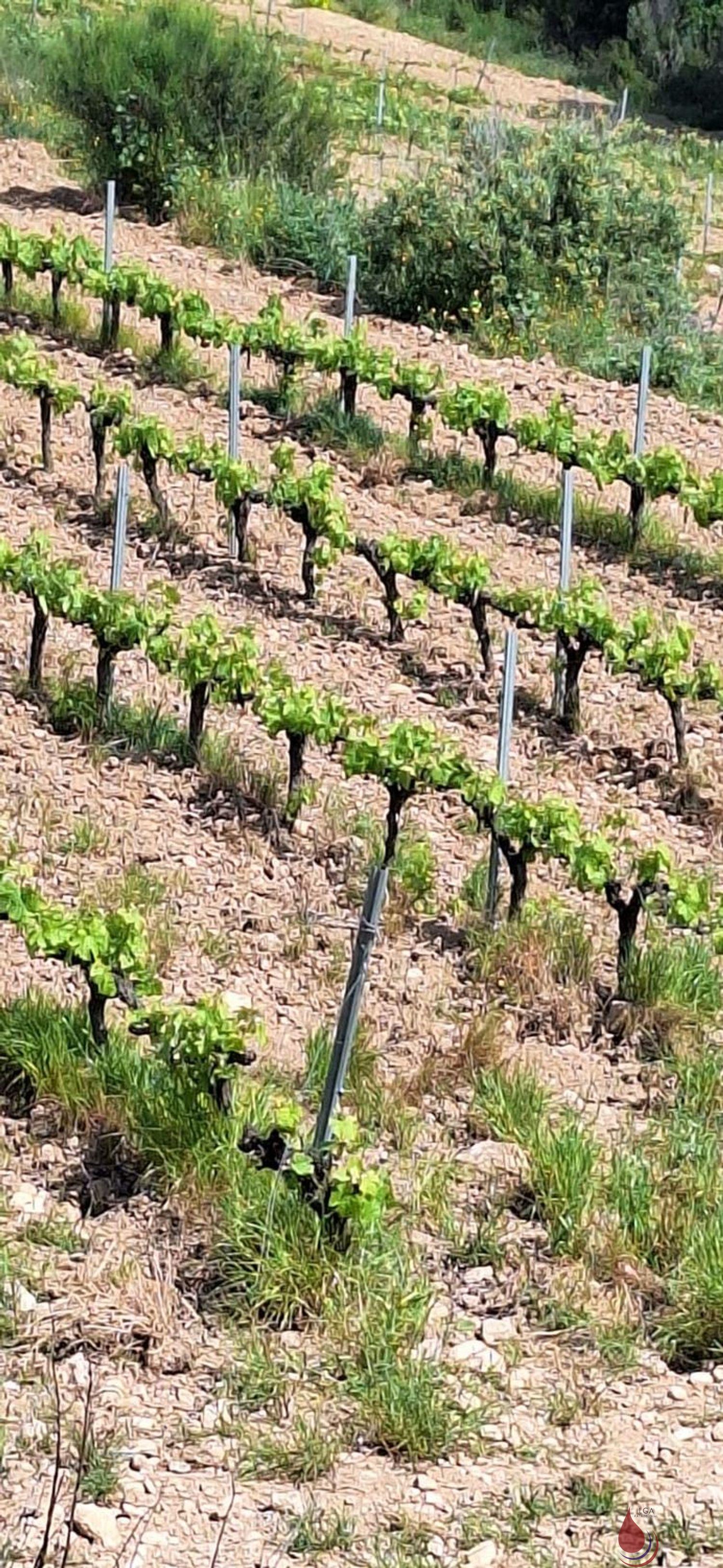 Venta de terreno en Sant Quintí de Mediona Venta de terreno en Sant Quintí de Mediona