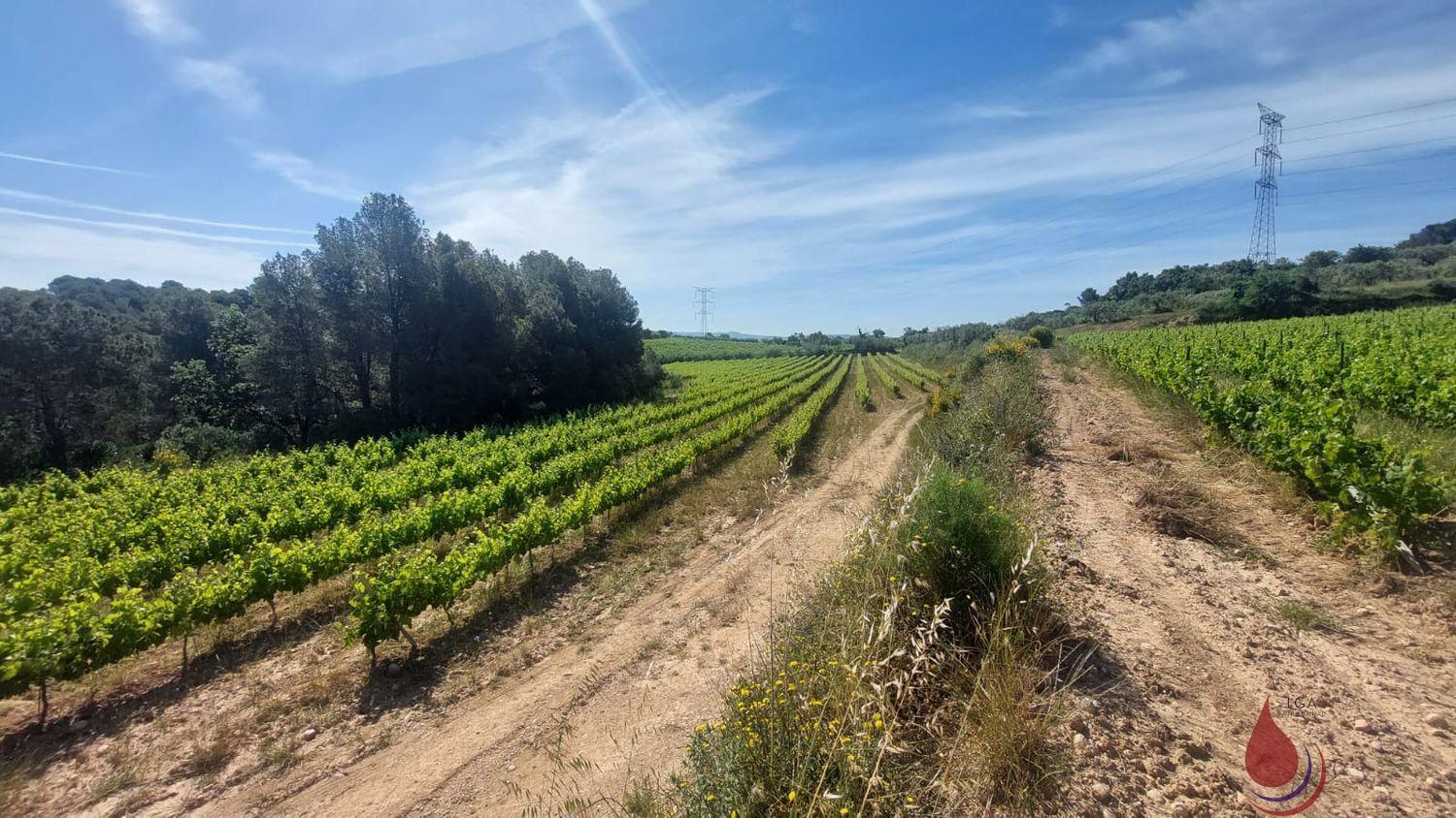 Venta de terreno en Sant Quintí de Mediona Venta de terreno en Sant Quintí de Mediona