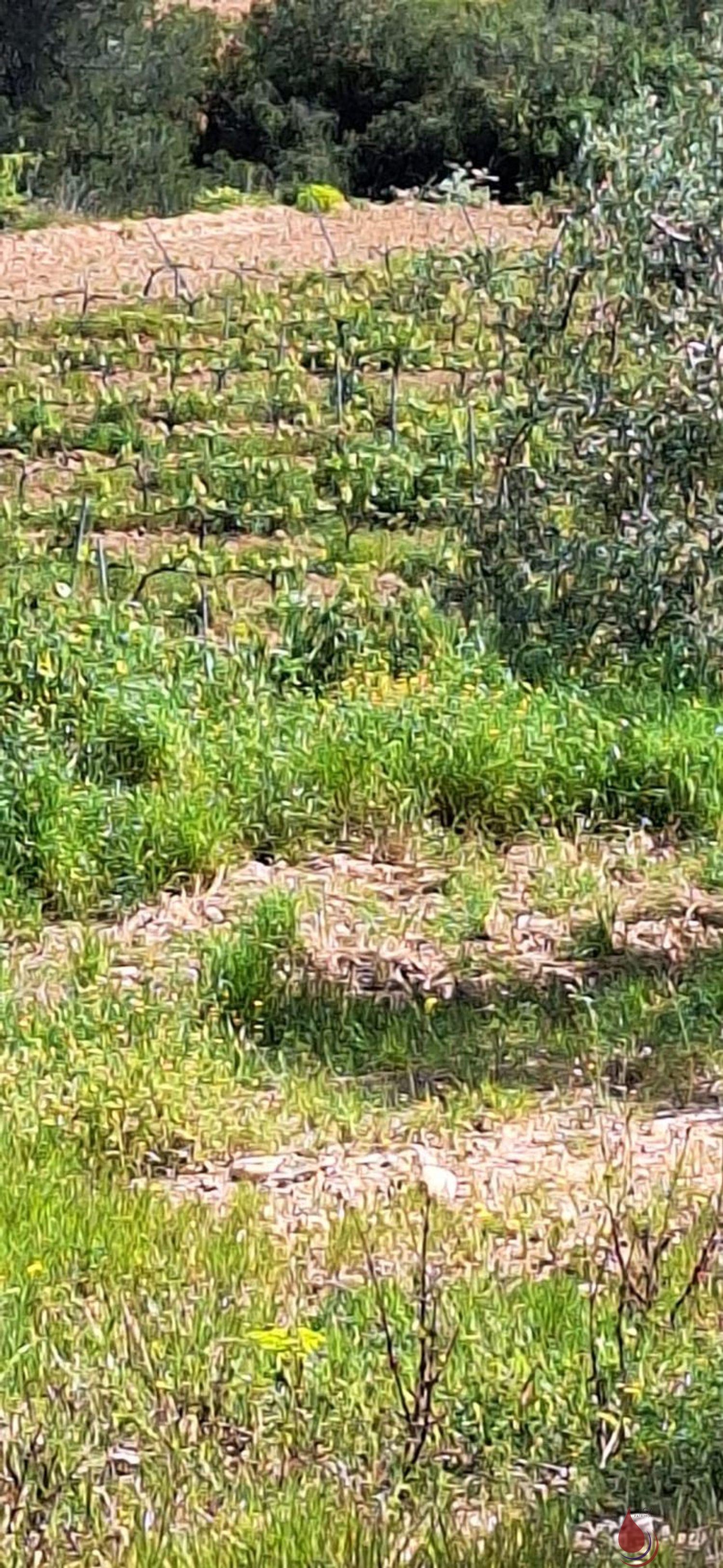Venta de terreno en Sant Quintí de Mediona