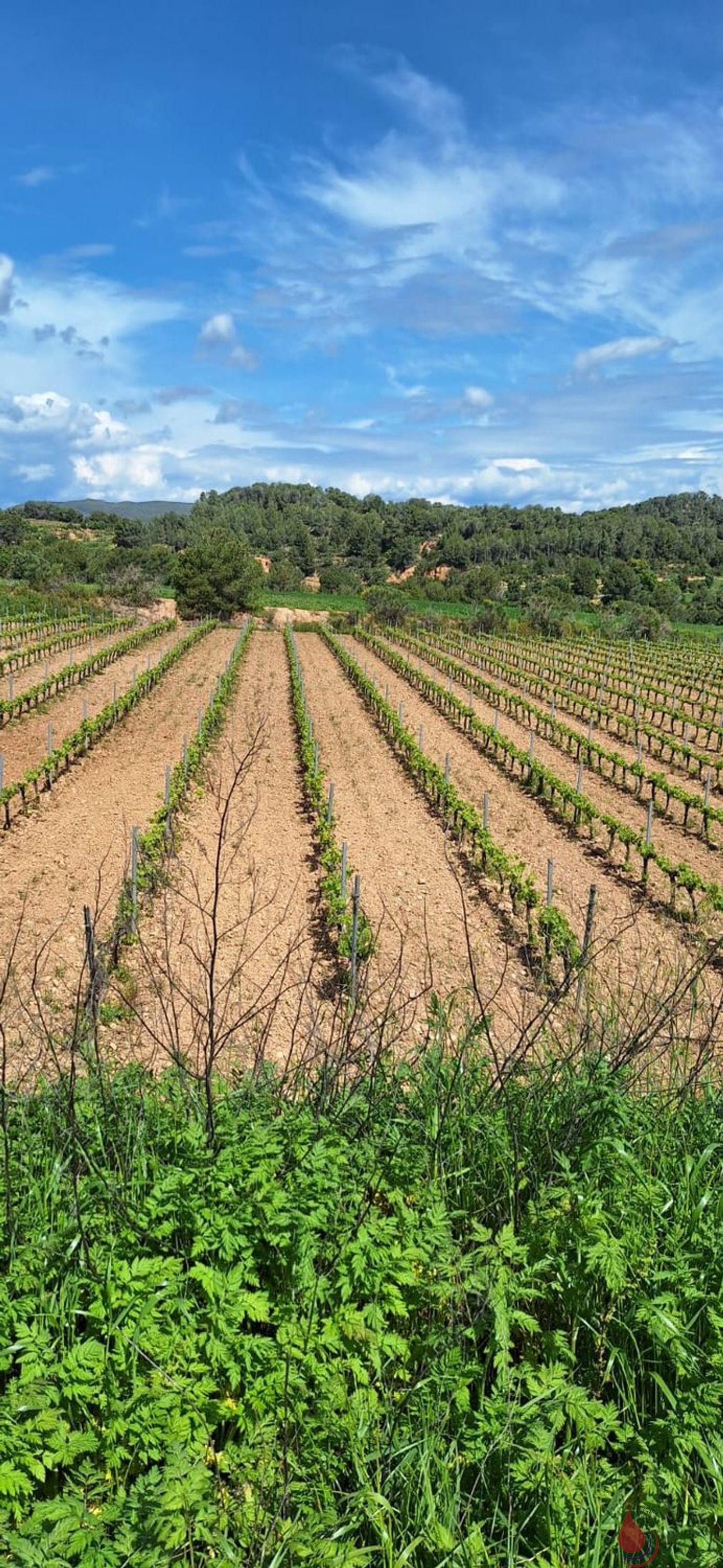 Venta de terreno en Sant Quintí de Mediona