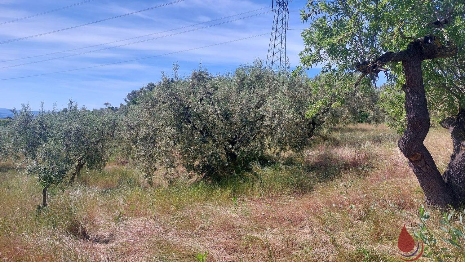 Venta de terreno en Sant Quintí de Mediona Venta de terreno en Sant Quintí de Mediona