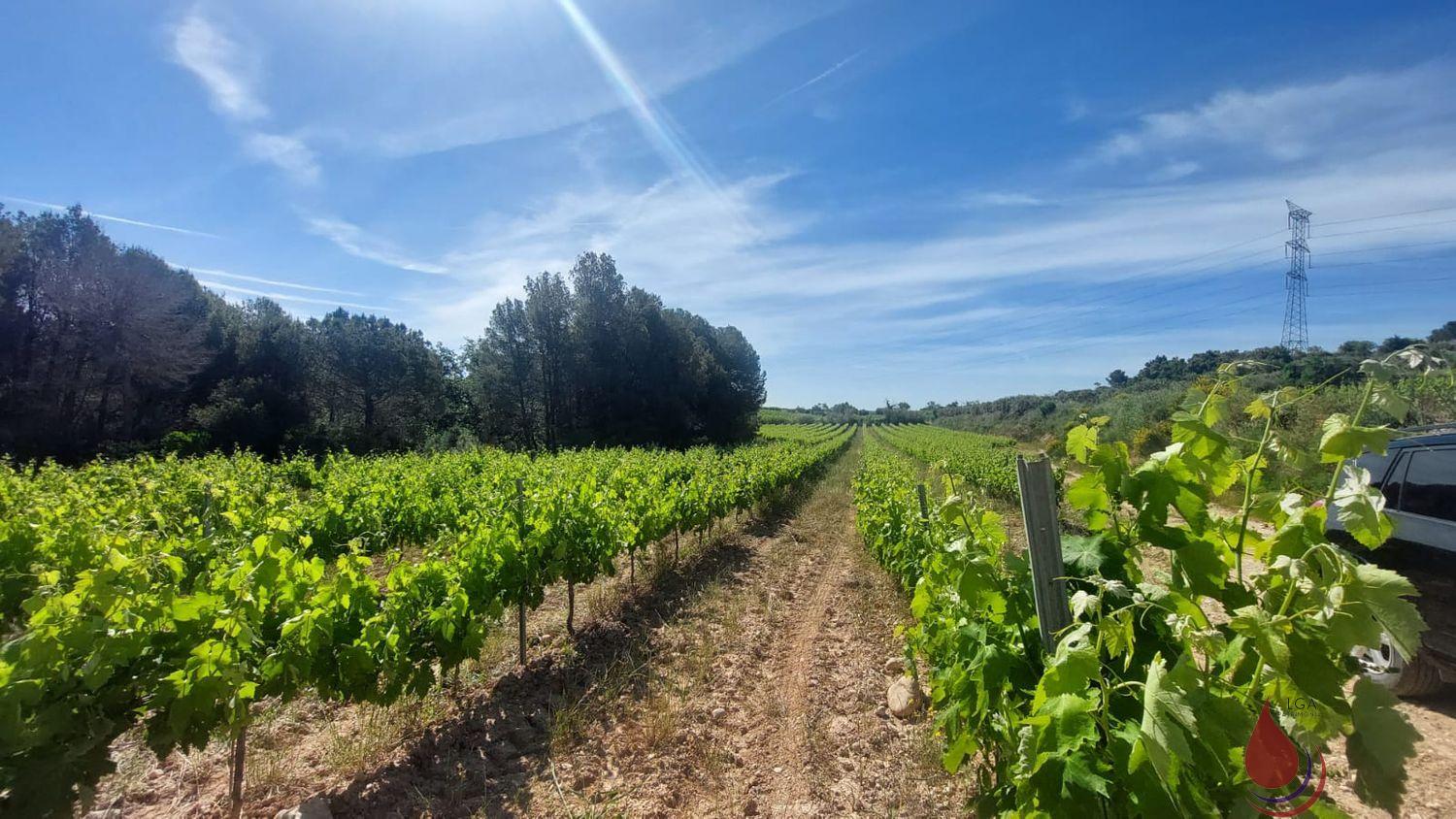 Venta de terreno en Sant Quintí de Mediona