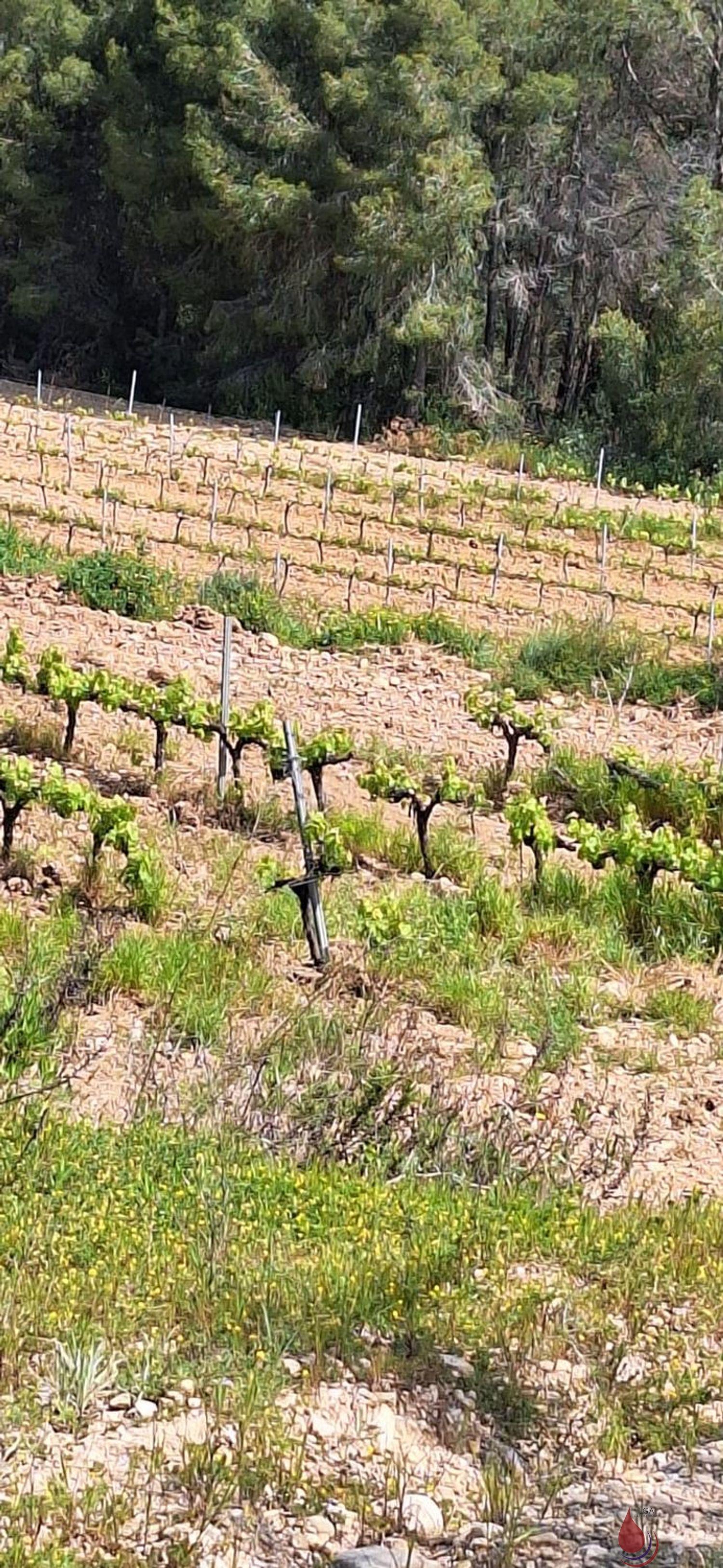Venta de terreno en Sant Quintí de Mediona