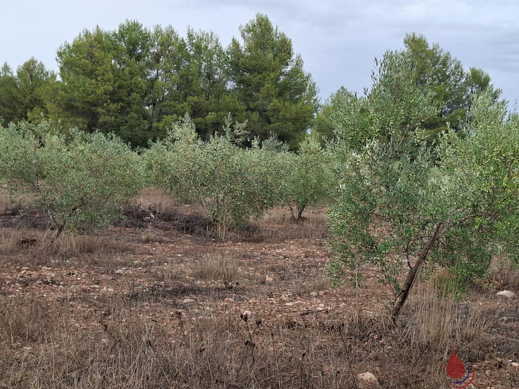 Venta de terreno en El Vendrell