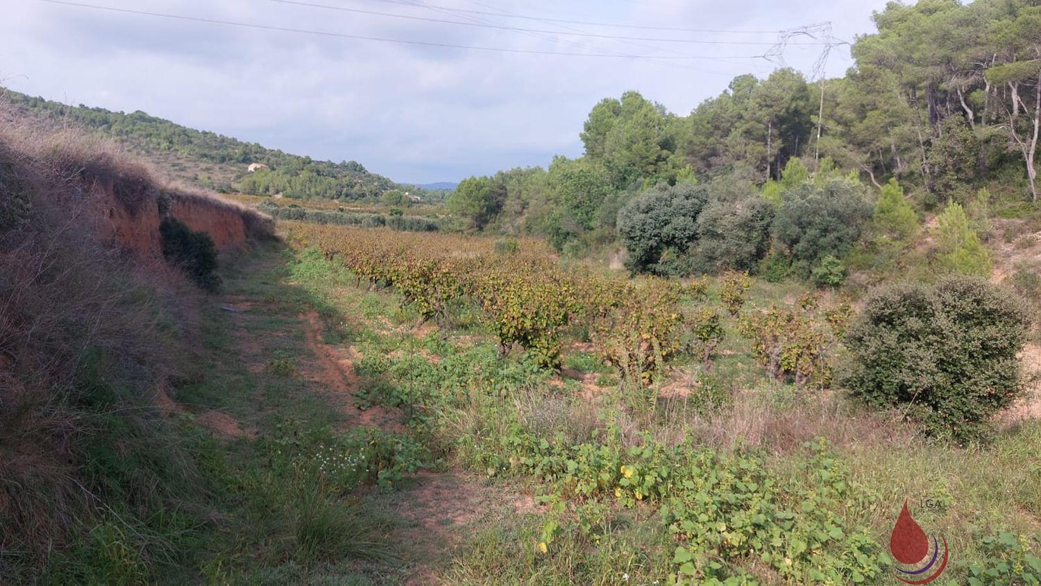 Venta de terreno en Albinyana