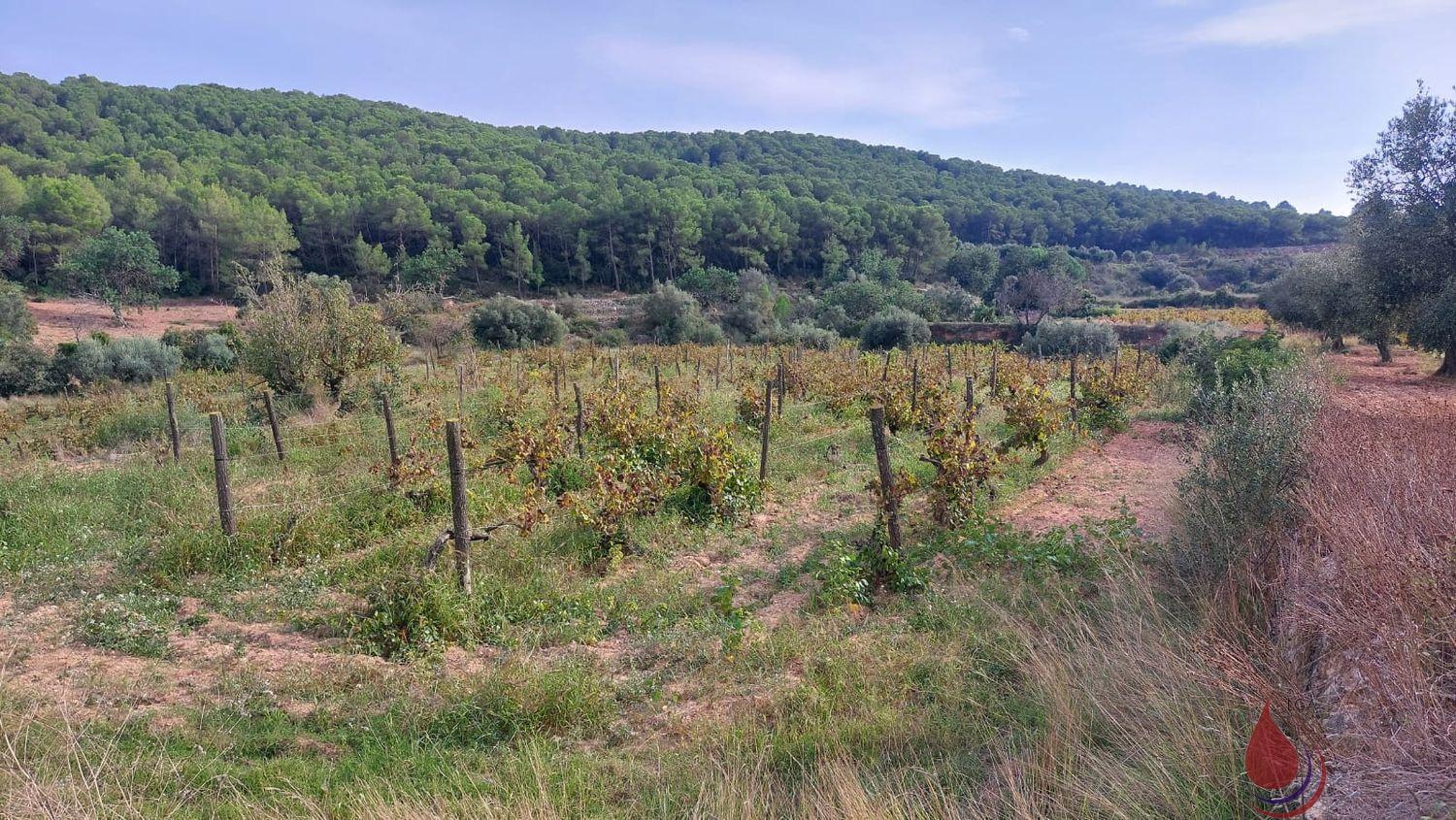 Venta de terreno en Albinyana