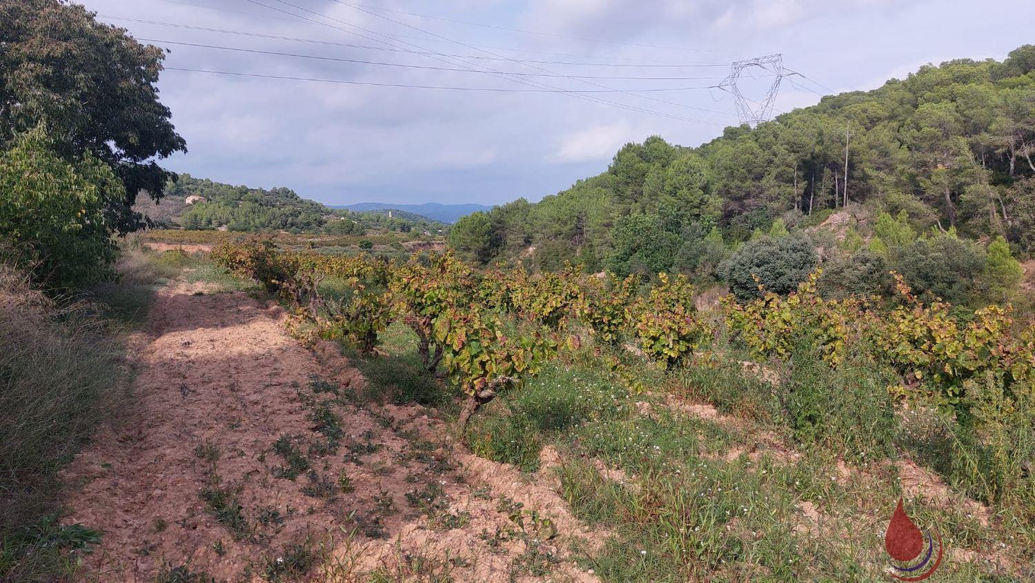 Venta de terreno en Albinyana