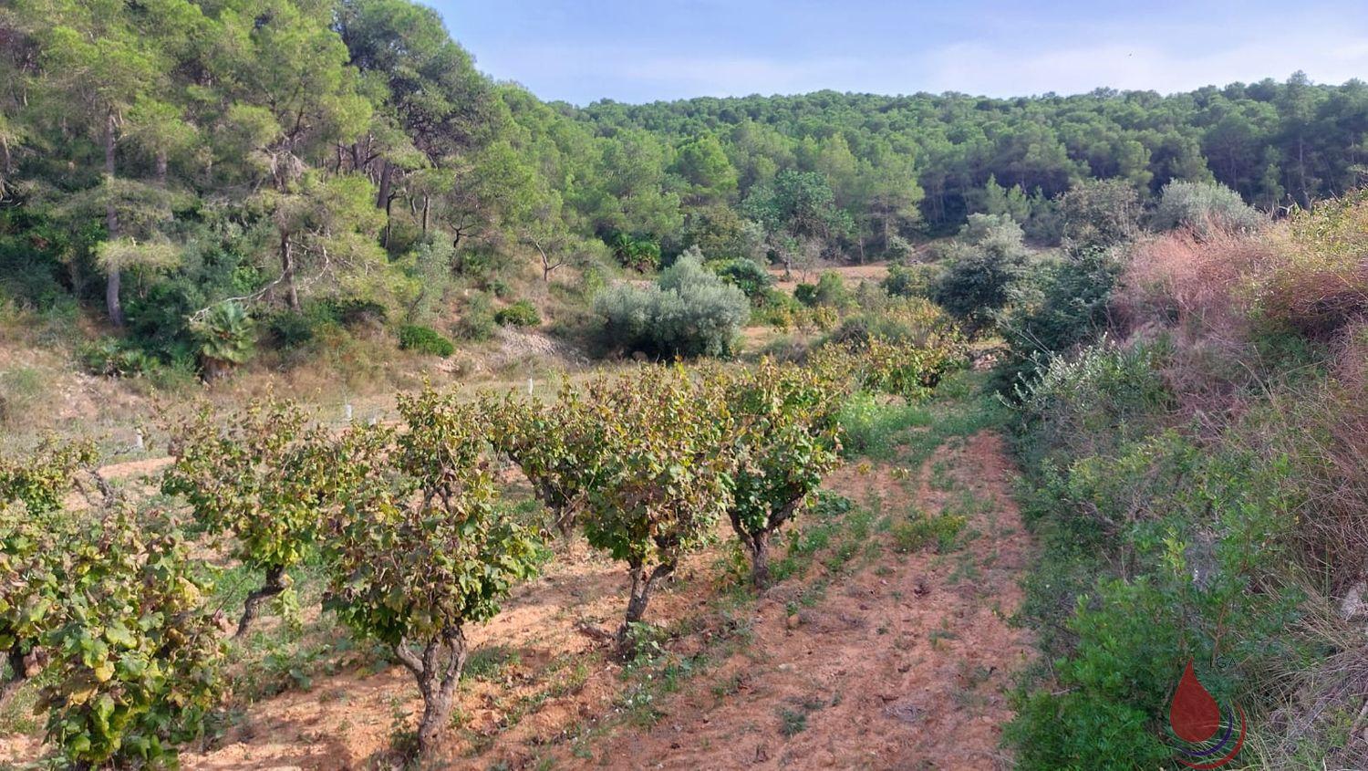 Venta de terreno en Albinyana