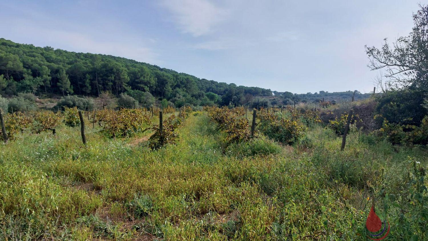 Venta de terreno en Albinyana