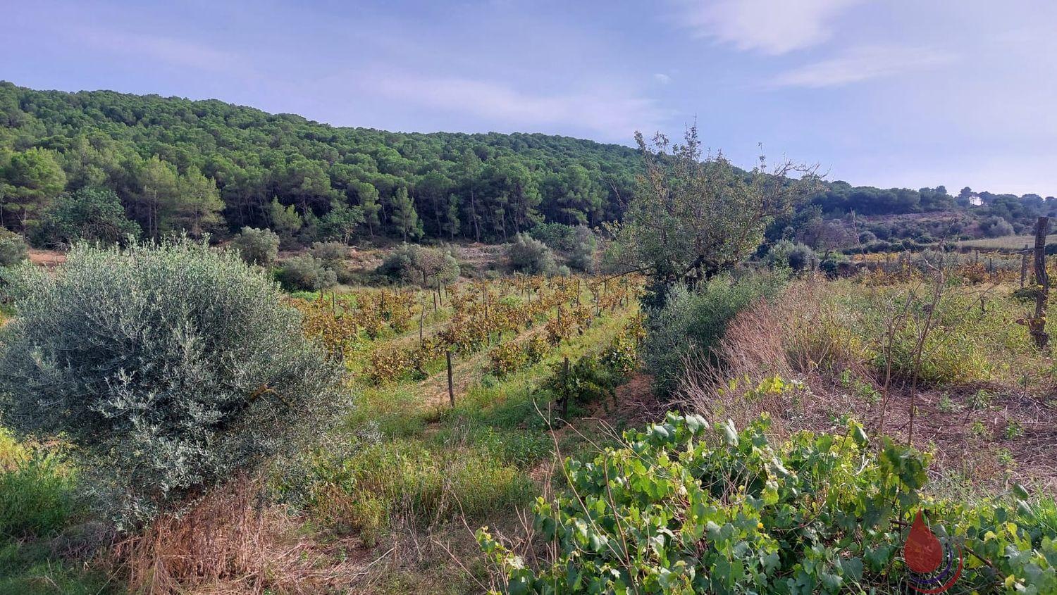 Venta de terreno en Albinyana