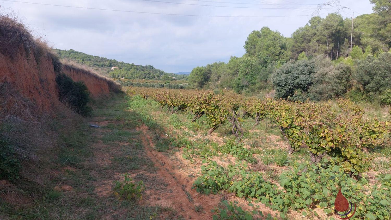 Venta de terreno en Albinyana Venta de terreno en Albinyana