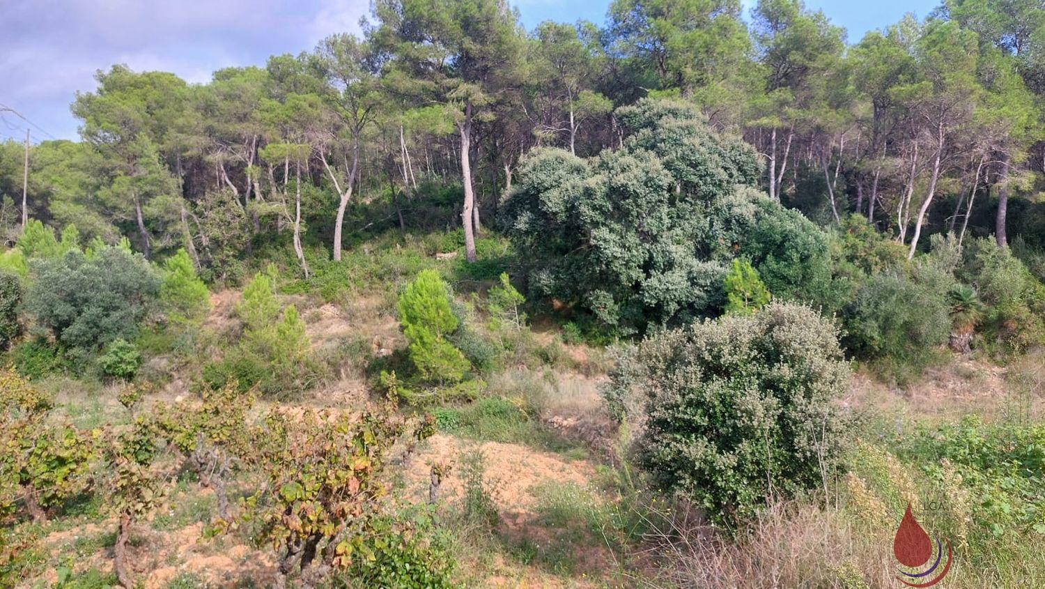 Venta de terreno en Albinyana