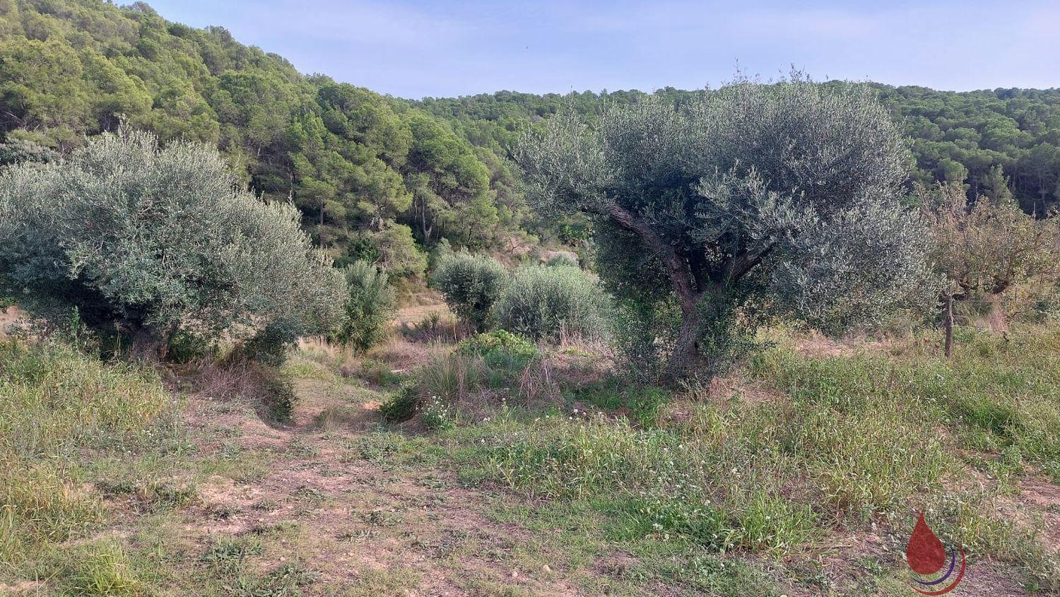 Venta de terreno en Albinyana