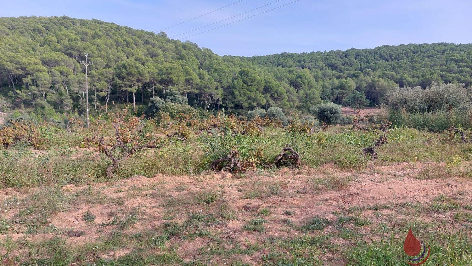 Venta de terreno en Albinyana