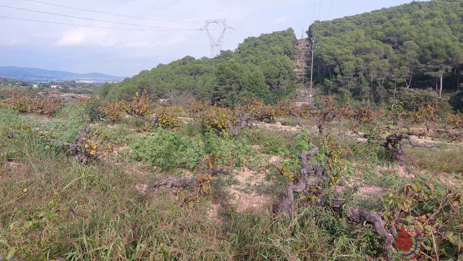 Venta de terreno en Albinyana