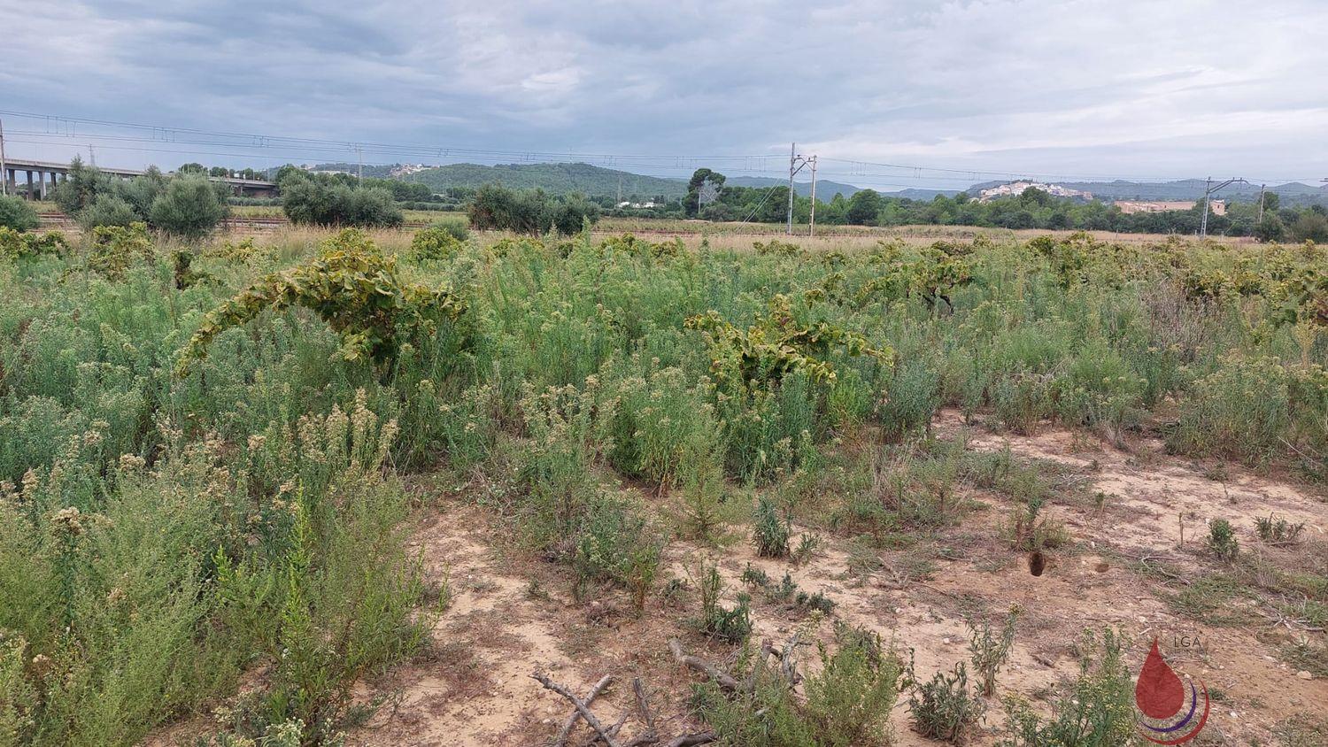 Venta de terreno en Coma - Ruga Venta de terreno en Coma - Ruga