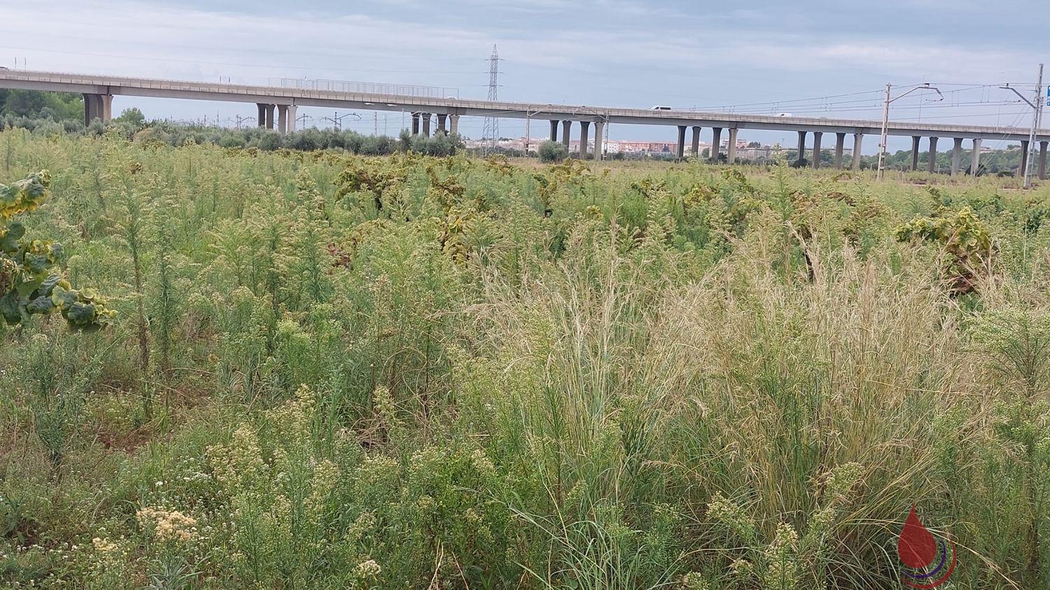 Venta de terreno en Coma - Ruga Venta de terreno en Coma - Ruga