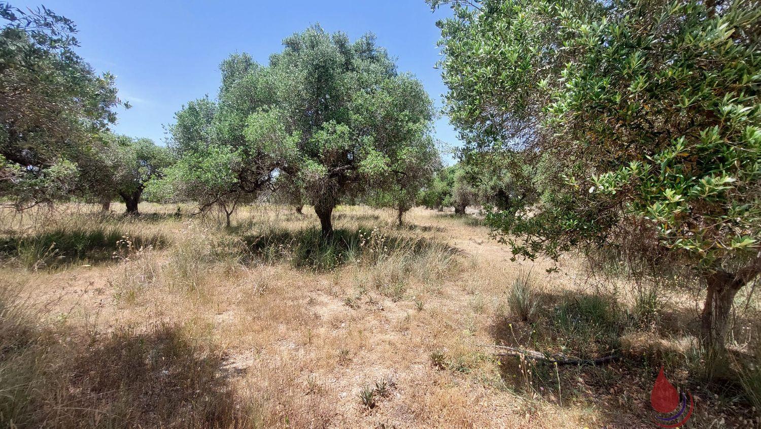 Venta de terreno en Coma - Ruga Venta de terreno en Coma - Ruga