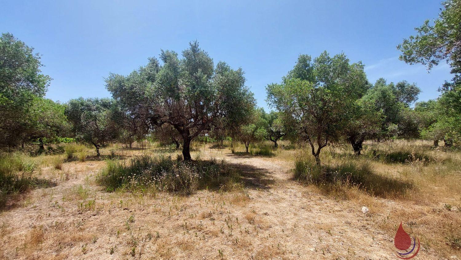 Venta de terreno en Coma - Ruga Venta de terreno en Coma - Ruga