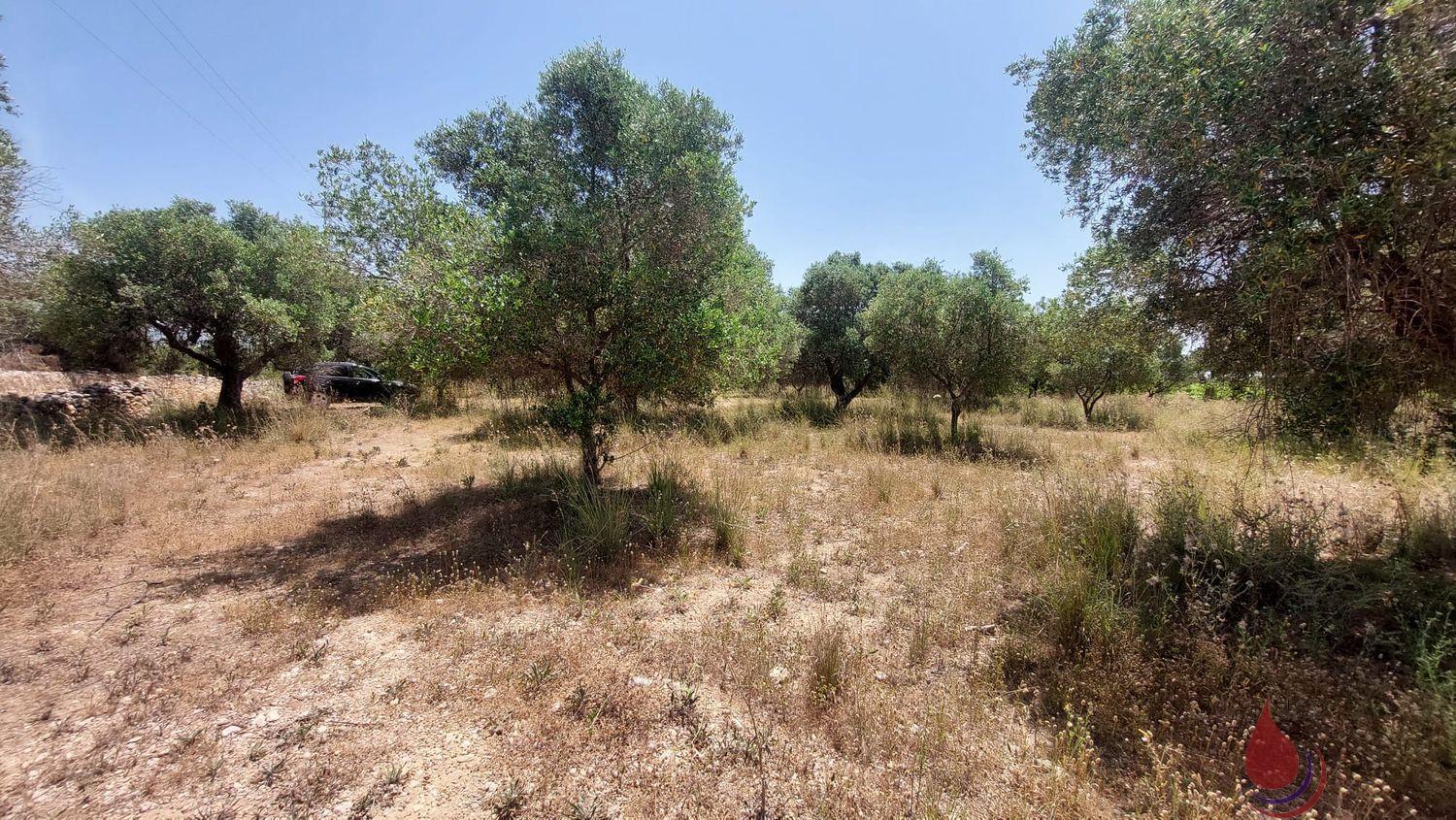 Venta de terreno en Coma - Ruga Venta de terreno en Coma - Ruga