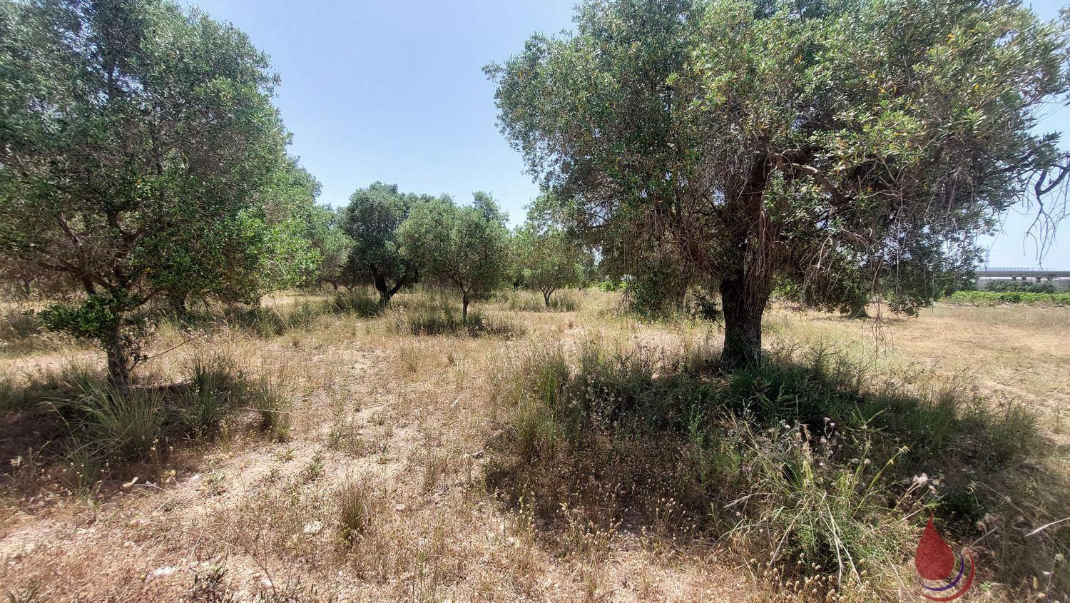 Venta de terreno en Coma - Ruga