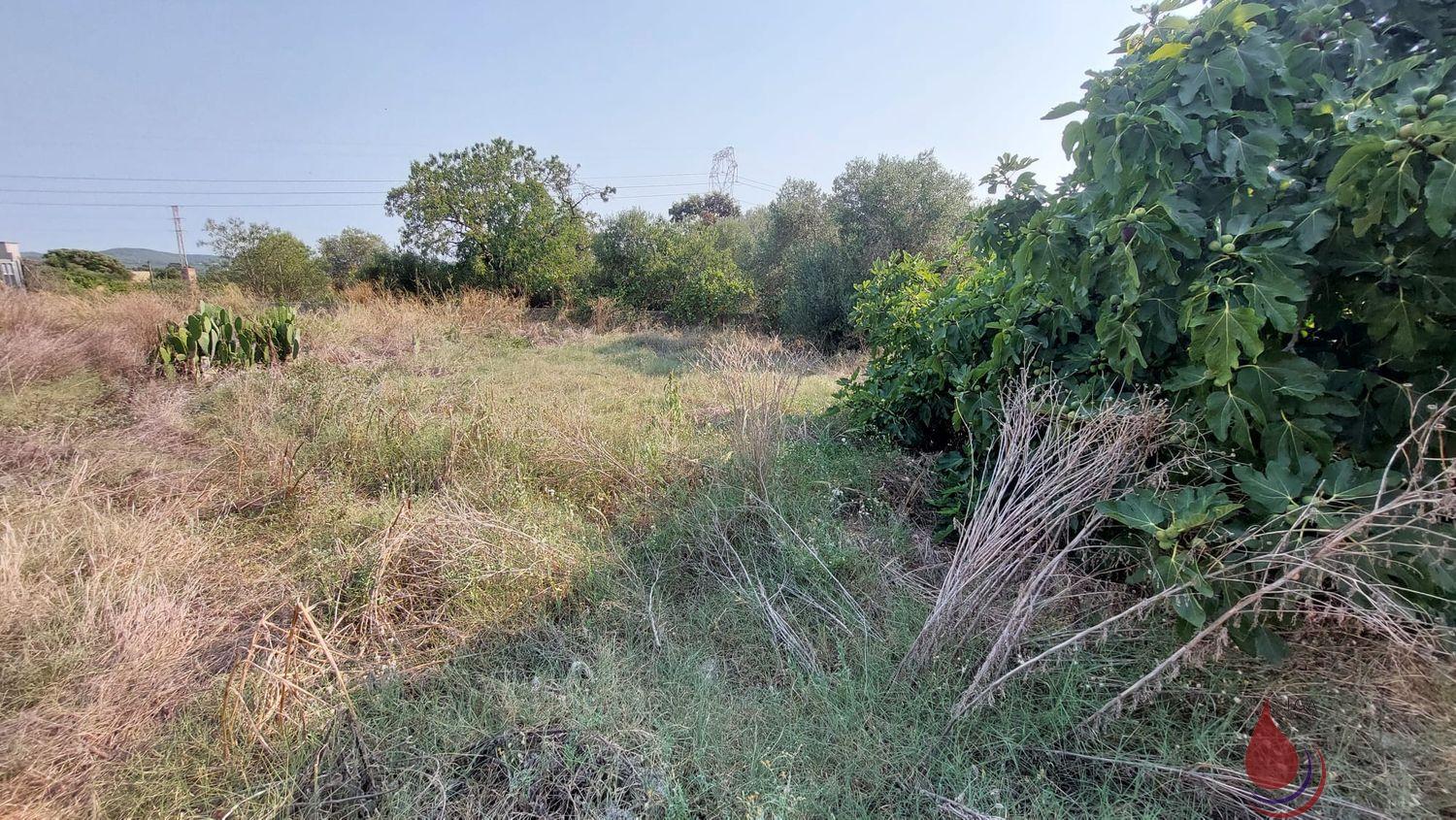 Venta de finca rústica en Santa Oliva