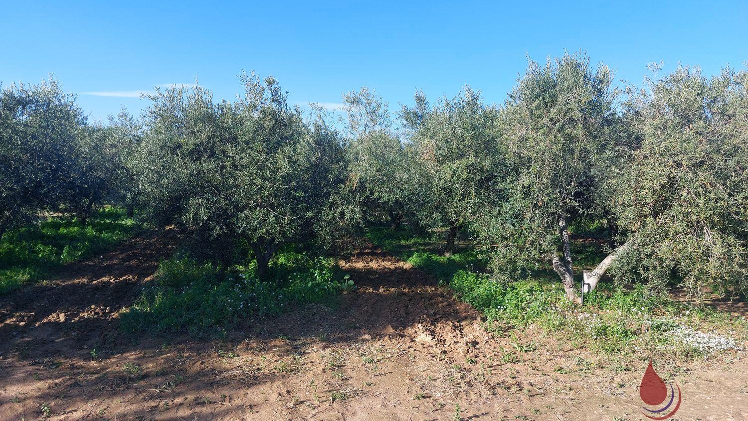 Venta de terreno en Bellvei Venta de terreno en Bellvei