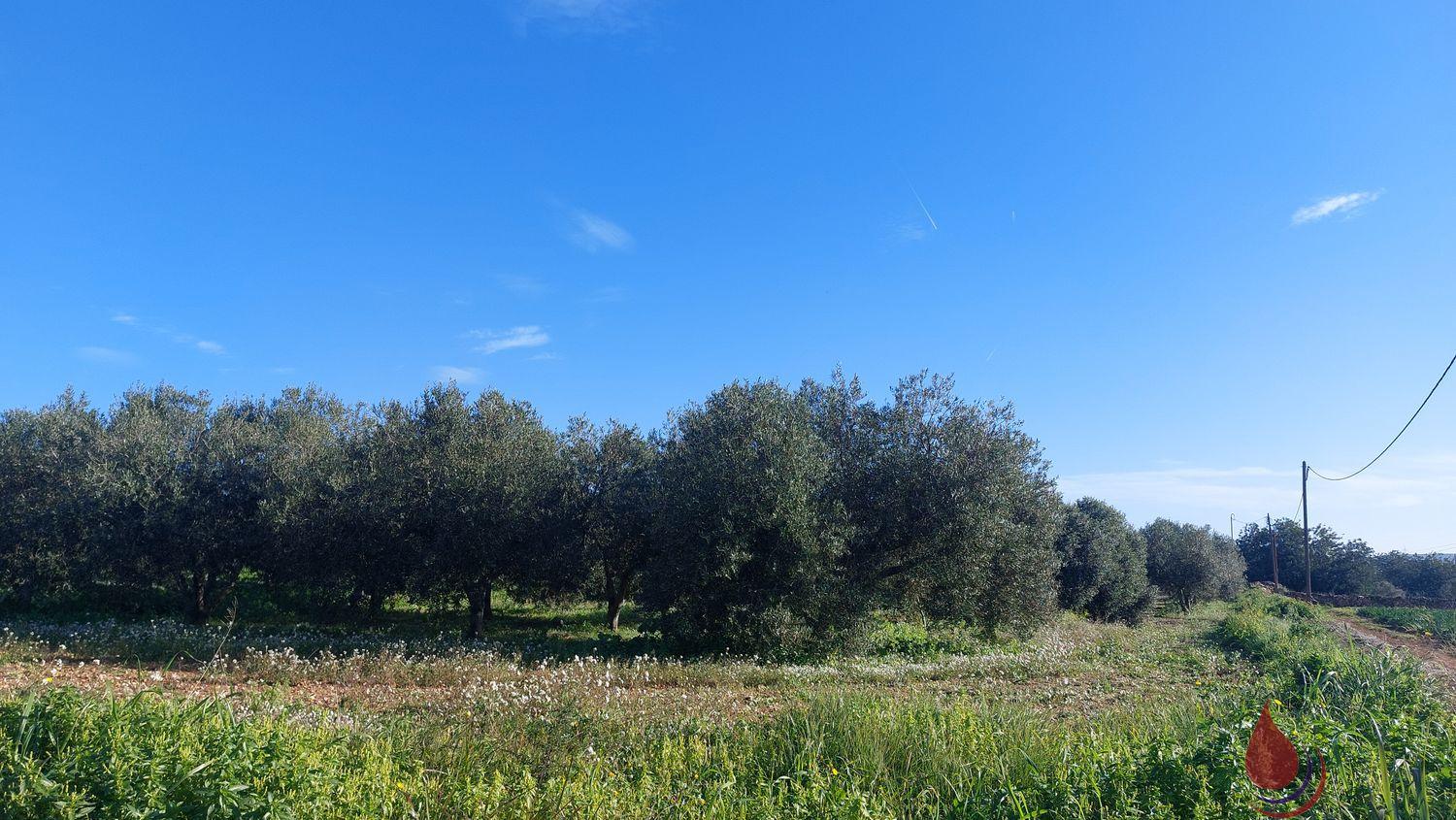 Venta de terreno en Bellvei Venta de terreno en Bellvei