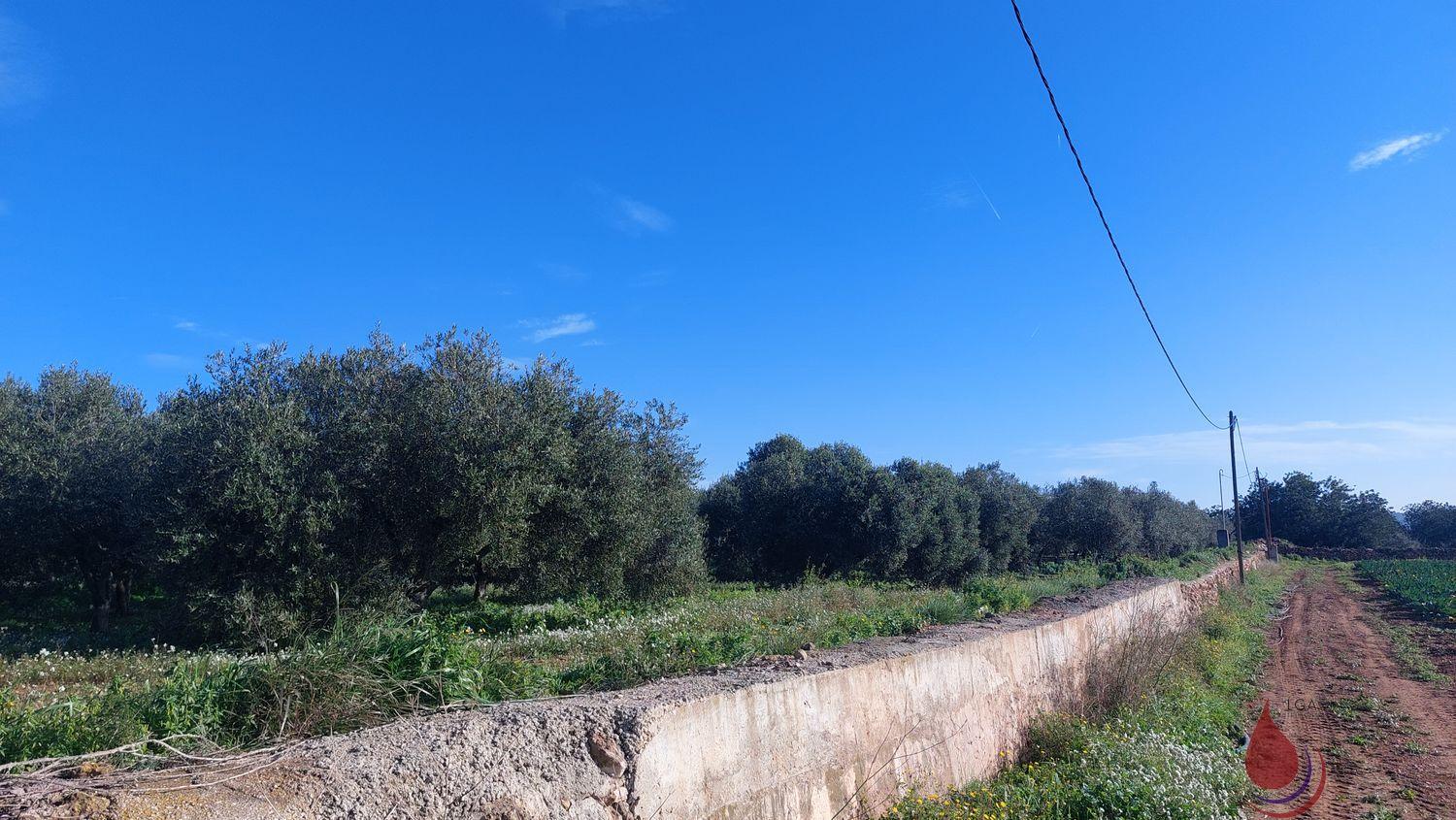 Venta de terreno en Bellvei Venta de terreno en Bellvei