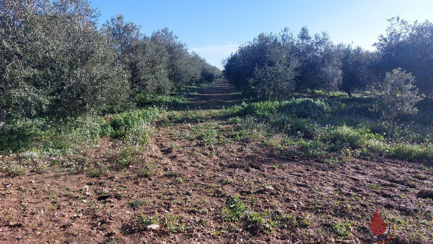 Venta de terreno en Bellvei Venta de terreno en Bellvei