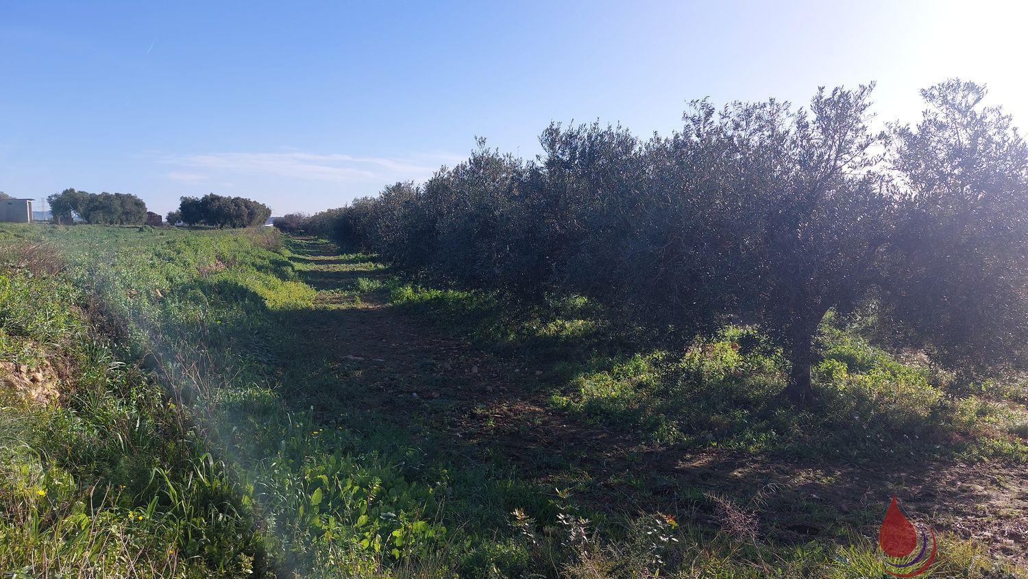 Venta de terreno en Bellvei Venta de terreno en Bellvei