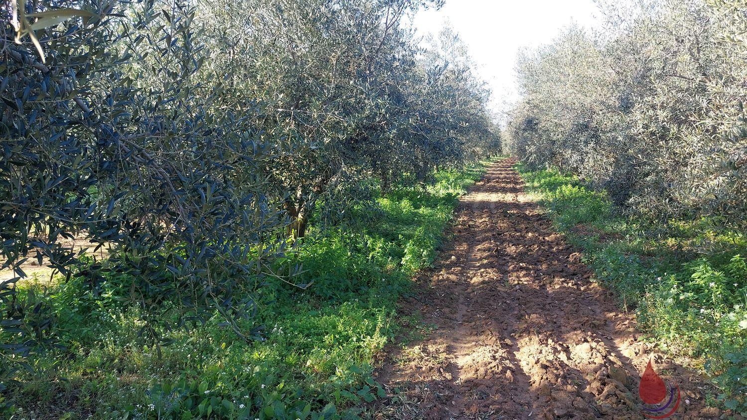 Venta de terreno en Bellvei Venta de terreno en Bellvei