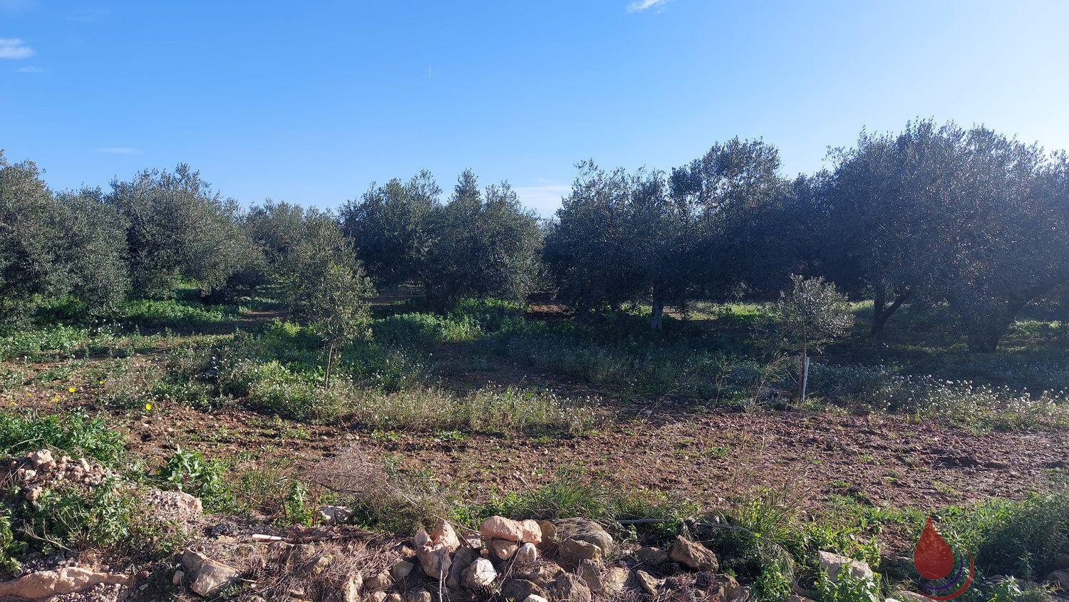 Venta de terreno en Bellvei Venta de terreno en Bellvei