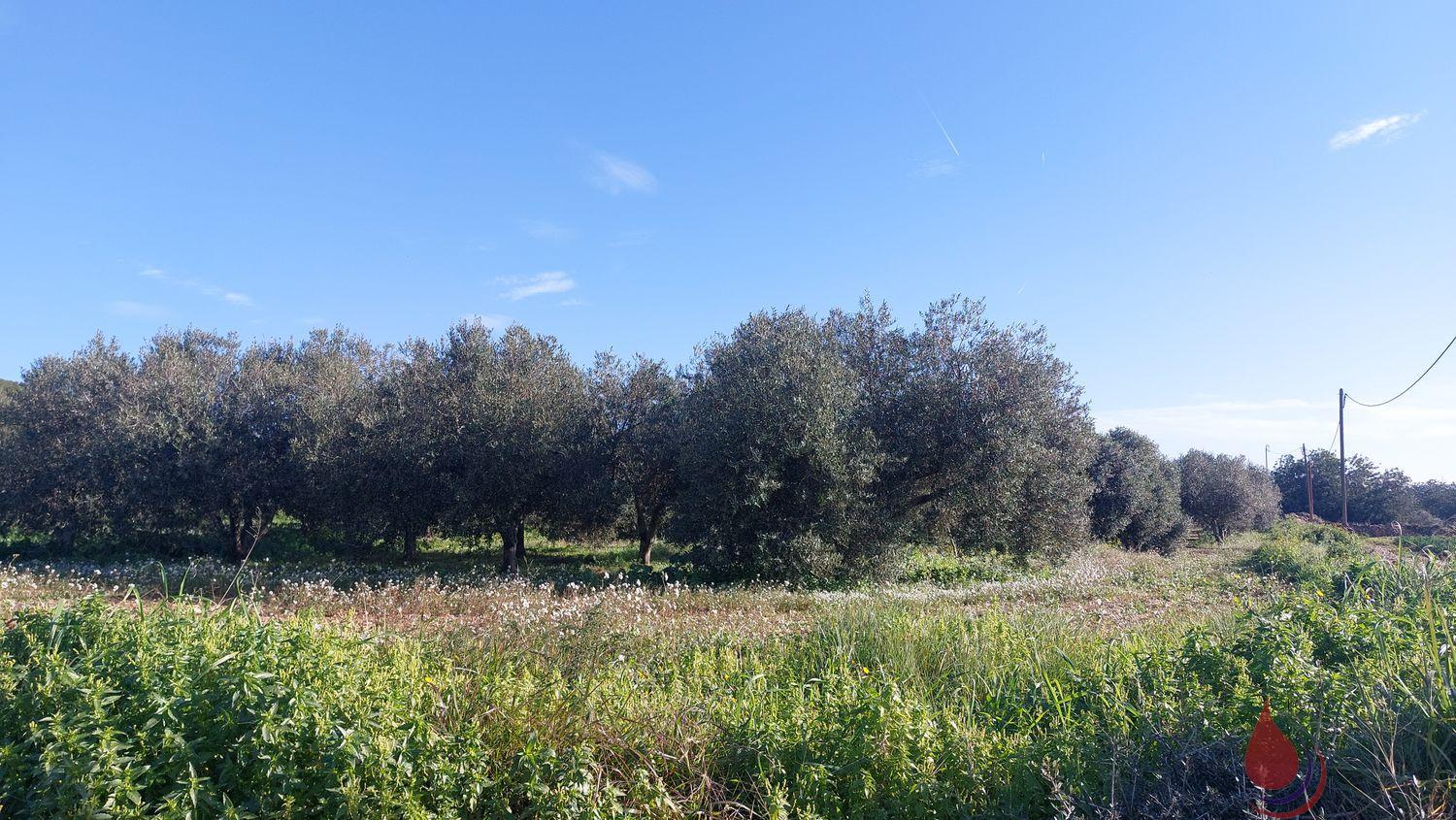 Venta de terreno en Bellvei Venta de terreno en Bellvei