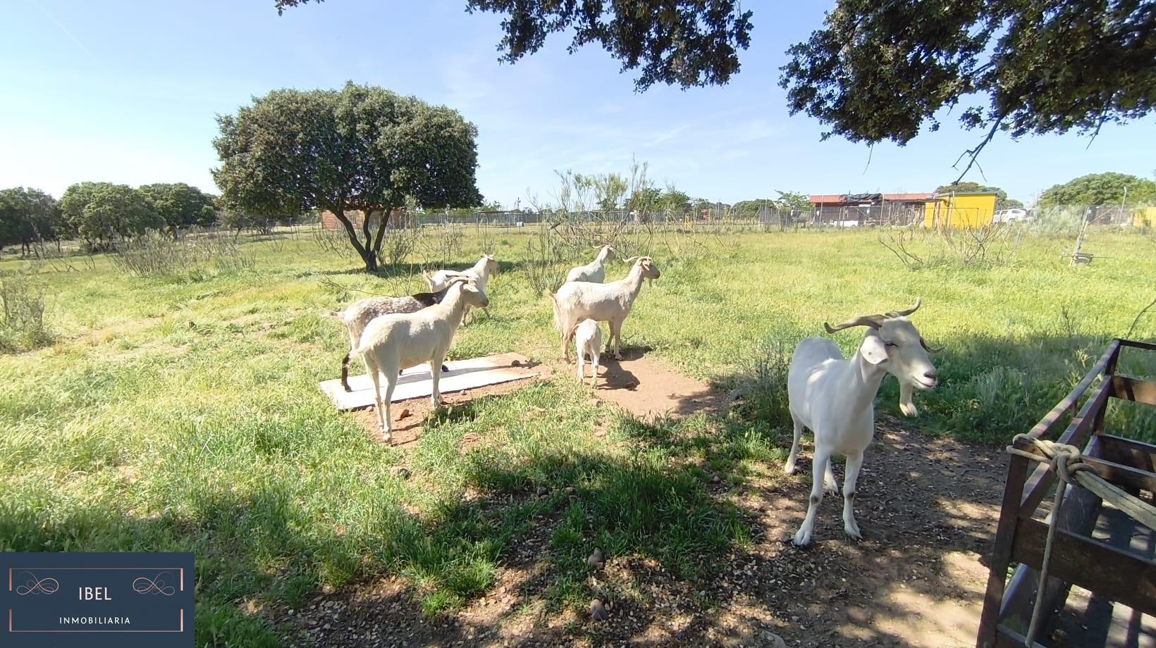Terreno